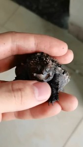 顶级毕业级公 【金蟾】 蛤蟆眼蛤蟆脸佛鳄龟极品小黑鬼,爆刺蛤