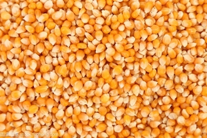 【芒果30斤】芒果30斤品牌,价格 - 阿里巴巴