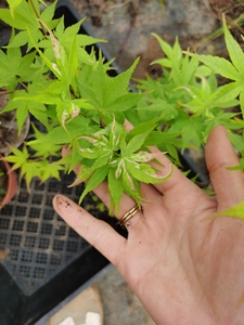 【幻彩红枫】幻彩红枫品牌,价格 - 阿里巴巴