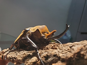 幼虫在售|毛象大兜l3幼虫