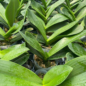 蝴蝶兰花苗四季特价