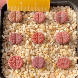 生石花c393a紫柘榴玉,一盆9颗