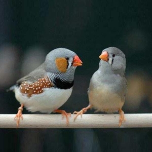 灰/白珍珠鸟  32.8一只包邮 包活