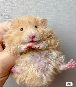 自家养殖的长毛卷毛纯银熊金丝熊虎纹熊奶牛熊黑熊眼圈熊米熊奶油