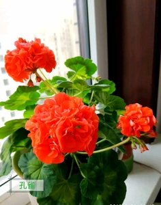 天竺葵孔雀,孔雀花大枝条偏黄色花朵硕大,叶片马蹄纹明显即可观