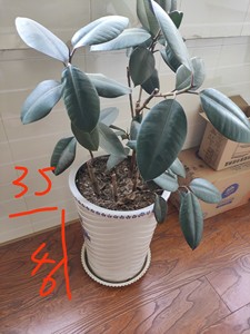 辞云百货店淘宝黑金刚像皮树g办公室橡皮树花盆大叶印度榕关公绿叶