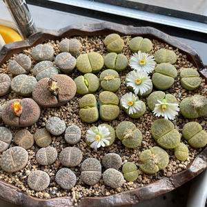 生石花 绿紫薰2cm  大母本带种夹 12元/颗