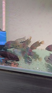 美雕火口鱼，喷点紫红火口12-13厘米，天网火口12-13厘