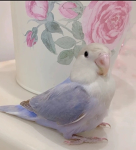 紫面伊牡丹鹦鹉配高纯紫罗兰母种对原配一对,都是可以繁殖抱窝的