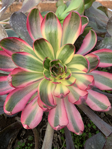 巫毒锦新品,正版烈焰,烈焰法师锦出侧芽,稀有法师锦多肉植物批