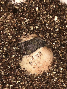 tb390134995淘宝大鳄龟蛋真鳄龟蛋原种野佛鳄龟蛋乌龟蛋受精龟蛋小