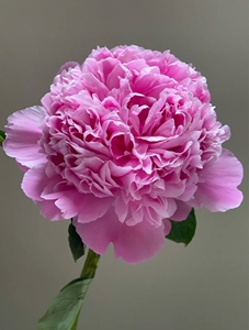 蓝富士芍药芭次拉莎拉芍药上新秒杀