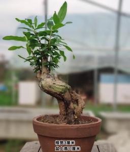 日本紫玉石榴盆景小老桩,根宽3厘米,盆上高11厘米,苍老古朴