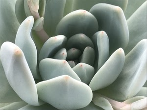 多肉植物盆栽 多肉芙蓉雪莲大母本 一物一图所见即所得