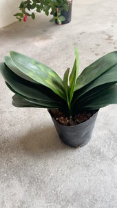 【顺丰包邮】稀有变异品种之虎斑兰君子兰盆栽