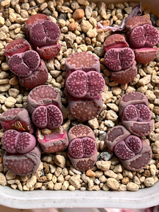 生石花紫李夫人紫饼干,5年母本,外面四颗是双头,当中两个是单