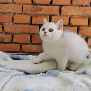 英国短毛猫 毛尖色 银渐层折耳猫 保定 自提