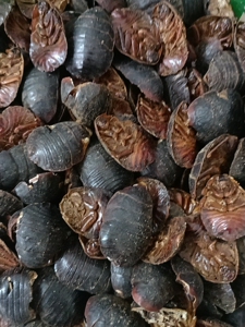 00zhaoxiang621855621淘宝中药材新货干土元500克大