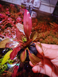紫爵皇冠水草
