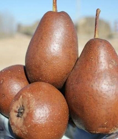 007人付款天猫新日期松鸣岩88啤特果发酵果汁饮料甘肃特产解腻健