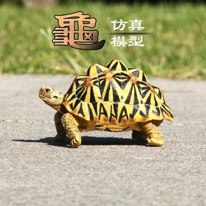 出个苏卡达赫曼豹龟模型,电动摸型小孩子玩腻了,模型模型!