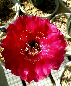 红衣主教仙人球