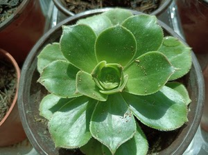 法师多肉香腹一颗,吧带盆发货3元,不包邮邮费6元起