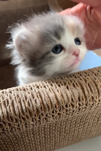 长毛三花卷耳猫纯种美国卷耳猫小母猫幼崽小奶猫包子脸发腮胖虎小