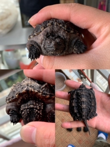 出几只小压成佛鳄龟  极品亚成 佛鳄亚成 黑佛 白佛 纯佛