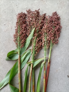 甜高粱穗 甜黍粟北方甘蔗种子5穗20 元包邮(不包括偏远地区