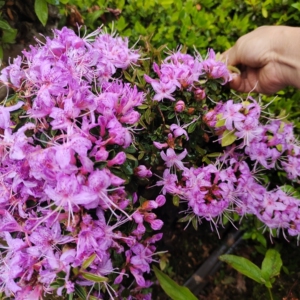 亮毛杜鹃老桩,熟桩.一款小叶小花的杜鹃,树皮呈红褐色,非常适