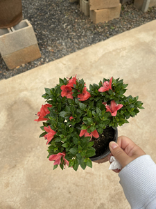 日本皋月杜鹃盆景