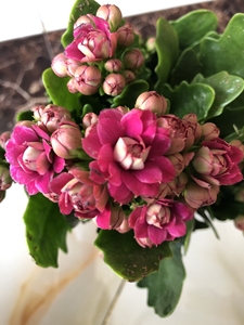 马德里长寿花大花