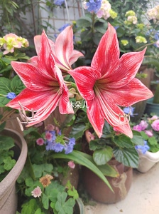 00ubiii淘宝朱顶红睡衣派对,出个侧,大概尺寸直径在3厘米以上,有要