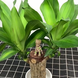 巴西木格鲁特树人开花幸运木水培养植物花卉盆栽绿植室内懒人花苗