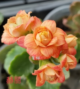 长寿花巴黎赫丽