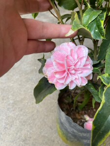 【顺丰】金边十八学士茶花名贵盆栽树苗带苞阳台客厅庭院花卉龙岩