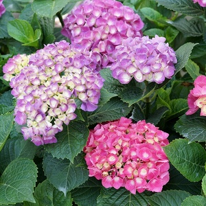 含羞叶进口大花绣球重瓣绣球庭院阳台盆栽绣球耐寒易养花卉多季开