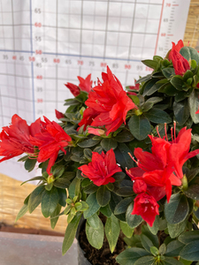 火烈鸟杜鹃花大红色开品