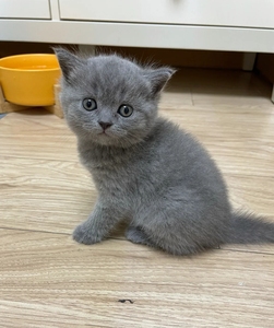 纯种蓝猫幼猫英短矮脚宠物猫猫咪活物活的可爱小奶猫蓝猫幼宠活体