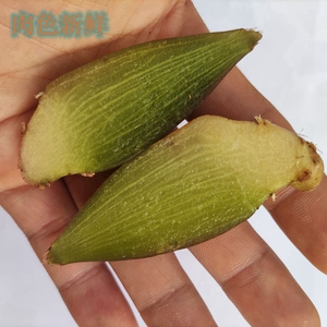 石仙桃中性滋补新鲜石橄榄野生石猪心大叶石仙桃温补山石蒜子,一