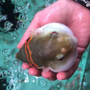 【河豚鱼价格】河豚鱼价格品牌,价格 - 阿里巴巴