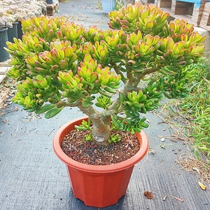 招财猫6年老桩吸财树铲叶花月老桩多肉植物盆栽多肉绿植花卉超大