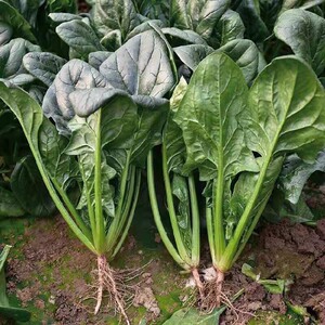 新鲜圆叶菠菜蔬菜赤根波斯菜红根矮杆大叶蔬菜红嘴绿鹦哥青菜包邮