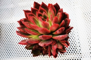 冬云弗兰克杂多肉