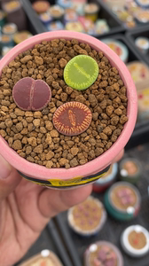 ko日轮 全场c48a绿光阳 大窗c48流水日轮生石花,79