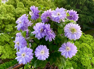 【铁线莲重瓣丹妮】铁线莲重瓣丹妮品牌,价格 - 阿里巴巴