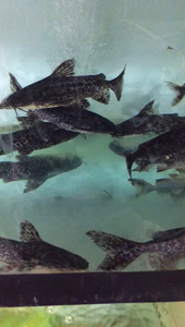 艾温铁甲武士鱼