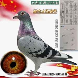 信鸽成绩鸽赛鸽公棚名家血统鸽外国原环铭血