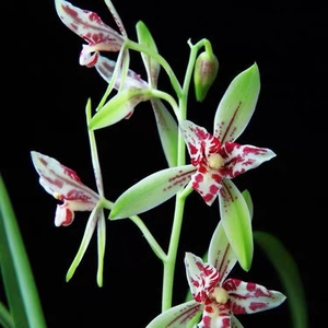 建兰朝阳三星蝶